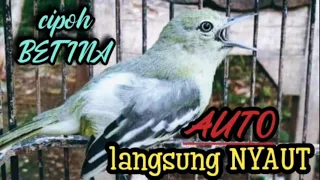 Download suara sirtu betina birahi memangil jantan. di jamin ampuh untuk memancing sirtu bahan MP3