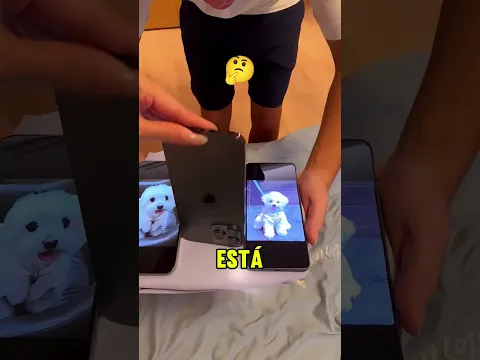 Esse cachorro não é muito fofo? 🐶