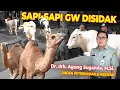 Download Lagu Rombongan DIRJEN PETERNAKAN \u0026 KESEHATAN HEWAN!! MAU LIAT SAPI, KITA PANIK GAES!!!