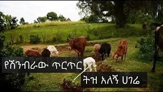 ethiopian music amharic getamesay abebe yeshinbraw tirtir tiz alegn 