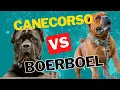 Canecorso VS Boerboel A Closer Look at Two Powerful Breeds which one is better