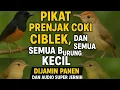 Download Lagu Suara Pikat Burung Prenjak Coki, Sirtu \u0026 Ciblek | Dijamin Panen dan Audio Super Jernih