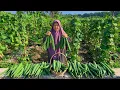 Lagu Panen Gambas Melipah di Kebun | Masak Sop Gambas Bakso, Tumis Tempe, Kue Mataroda, dan Sambal Kecap