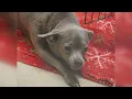 Dog found in crate in Fort Wayne alleyway