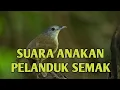 Download Lagu SUARA ANAK BURUNG PELANDUK SEMAK, COCOK UNTUK PIKAT