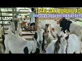 Download Lagu 2 Th Ternak Kambing Langsung Gak Buruh Lagi, Karena Tercukupi Dan Merasa Nyaman 