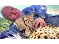 Download Lagu Taking A Nap With Loving Female Cheetah - Cat Cuddles \u0026 falls Asleep In Man's Arms -Needs Baby Binky