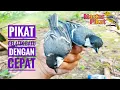 Download Lagu 🔴PIKAT GELATIK BATU DENGAN CEPAT