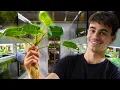 Download Lagu These 12 Easy House Plants Filter Your Aquarium!