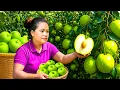 Download Lagu Panen Buah Bidara India Segar Melimpah dari Kebun – Dijual di Pasar Desa \u0026 Perawatan Kebun Harian