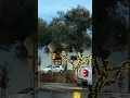 Visalia