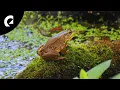 2 Hours of Frog Sounds 🐸 Insects, Crickets and Wind Ambience for Focus and Relax