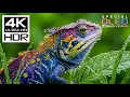 Masterpiece of 4K HDR 60FPS🌿Dolby Vision 8K/4K Video TV