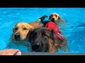 Download Lagu Zo ziet de zomer eruit met 3 blije honden