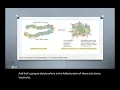 Intermolecular forces in protein tertiary structure