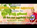 Download Lagu මගෙ බණ වැඩිපුර ම අහන්නෙ තරුණයෝ|කත්නෝරුවේ සිරිධර්ම ස්වාමීන්වහන්සේ |#lordbuddha #bana  #viral