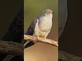 Download Lagu Begini suara burung kedasih atau cuckoo #cuckoo #kedasih #shorts
