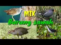 Download Lagu Mix Burung sawah malam cocok untuk suara pikat jaring gantung.
