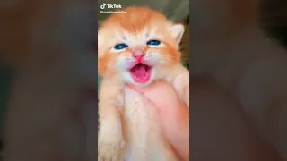 صوت قطه صغيره جميل      دندنها