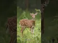 Suara Rusa Betina di hutan #shorts #rusa #wildlife