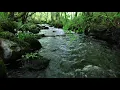 8 Hours Relaxing Nature Sounds Forest River-Sleep Relaxation-Birdsong-Sound of Water-Johnnie Lawson