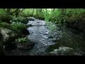 8 Hours Relaxing Nature Sounds Forest River-Sleep Relaxation-Birdsong-Sound of Water-Johnnie Lawson