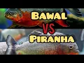 Download Lagu Percobaan: Bawal Masukin Ke Tank Piranha #predator Fish Battle