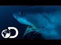 Download Deep Blue Hunts For Elephant Seals | Jaws Strikes Back mp4 3gp mp3 videos - waplic