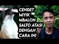 Lagu Burung CENDET Miyik,mbalon,salto Atasi dengan cara ini|| Versi AinaBirdFarm