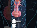 Lagu Why do testicles hurt so much? #3danimation #science #education #pain #health