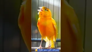 تغريدة طائر كناري للتجهيز الأناث للتزاوج حصرا Singen Ganari Vogel  تغريدة طائر كناري للتجهيز الأناث للتزاوج حصرا Singen Ganari Vogel