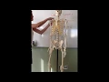 Skeletal System Bones of Axial Skeleton spine rib cage