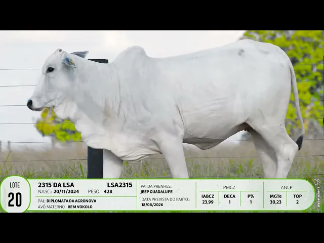 Novilha Nelore LSA - 2315