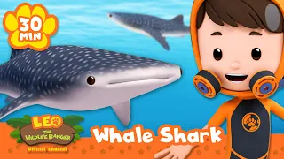LEARN ABOUT OCEAN'S ULTIMATE PREDATORS, SHARKS! Leo the Wildlife Ranger | Educational Animal Cartoon