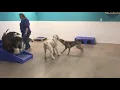 Dog Boarding Playtime