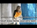 Lagu Suara Pancingan MURAI TROTOL PAUD Supaya Cepat Belajar Bunyi Ngeriwik Ngeplong GACOR Emosi Fighter