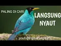Download Lagu PANCINGAN MASTERAN BURUNG MURAI KACER CENDET CUCAK IJO PALING DICARI JURI