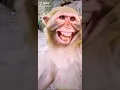 Download Lagu monkey 🐒🐒🐒 mashati