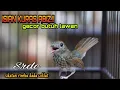 Download Lagu KURAS HABIS ISIANYA.!!  SIKATAN RIMBA EDYAN UNTUK PANCINGAN SRDC AMPUH SRDC GACOR