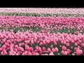Download Lagu |JUZ 1|PARA 1|الم|Beautiful Recitation by Sheikh Maher Al-Muaiqly |