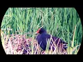 Download Lagu BERBURU BERMACAM BURUNG SAWAH,MANDAR DKK.