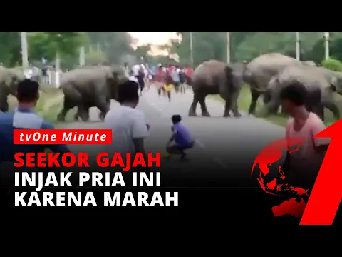 Marah Diganggu, Gajah Injak Seorang Pria hingga Remuk dan Tewas
