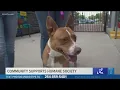 Community adopts 61 pets from Waco animal shelter but more adoptions needed