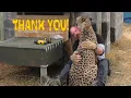 Download African Cheetah Thanks Man For Building Stair Steps To Help His Limbs | Big Cat Breeding Project mp4 3gp mp3 videos - waplic