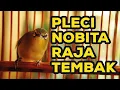 Download Lagu MASTERAN PLECI NOBITA RAJA NEMBAK PANJANG