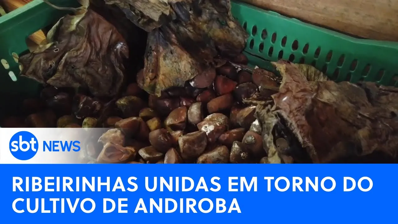 Mulheres ribeirinhas se organizam para valorizar o cultivo de andiroba | #SBTNewsnaTV (07/08/23)
