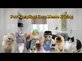 Pov Kucing Kompilasi | meme kucing lucu #pov #meme #kucing #cat