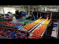 Citruslandia Elevates Quality with Reemoon s Intelligent 8-Channel Sorting Line