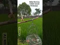Download Lagu Mikat Burung Ciblek sawah di Kota