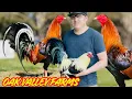 Oak Valley Farms - Outdoor Breeding Pens Feeding Time Free Range Shape Chicken Coop Outdoor